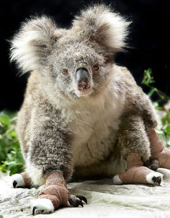 bushfire koala recovering Fakta Fakta Unik Dari Koala