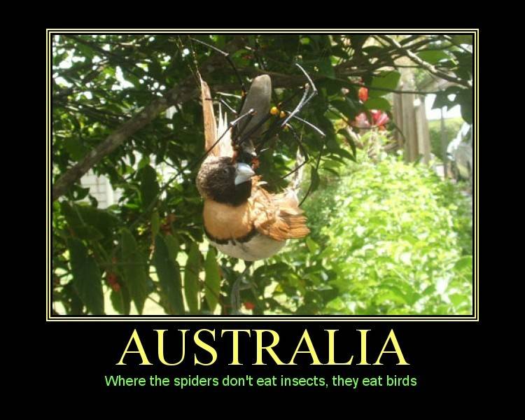 australia-spider-bird.jpg