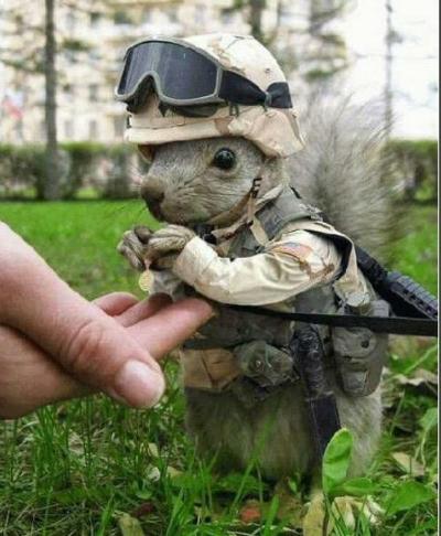 funny_rambo_squirrel