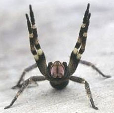 Happy Brazilian Wandering Spider