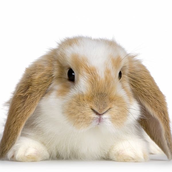 bunny-main_Full